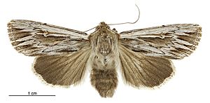 Persectania aversa female.jpg