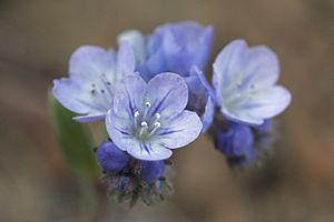 Phacelia breweri.jpg