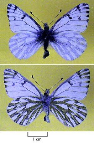 Pontia sisymbrii.jpg