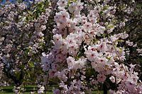 Prunus 'Ujou-shidare' ウジョウシダレ 2