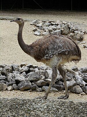 Pterocnemia pennat (zoo Zurich).jpg