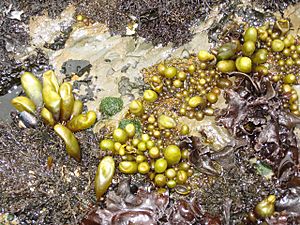 Sea grapes, Fitzgerald Marine Reserve