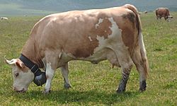 Simmentaler Fleckvieh