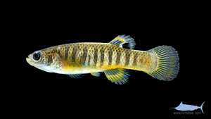 Spotfin killifish, Fundulus luciae.png