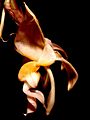 Stanhopea lietzei Orchi 001