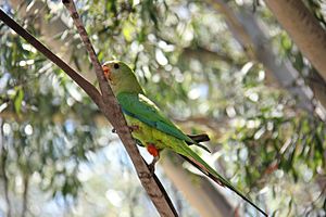 Superb Parrot