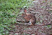 Sylvilagus obscurus 1.jpg