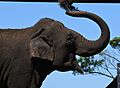 Taronga Zoo Elephant 7