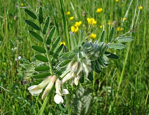 Vicia pannonica2 W