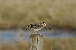 Wilson's Snipe (5927976111)