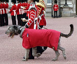 Wolfhound mascot wb