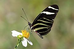 Zebra (Heliconius charithonia ramsdeni) underside