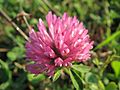 20161027Trifolium pratense1