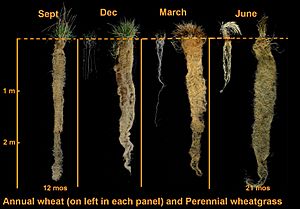 4 Seasons Roots