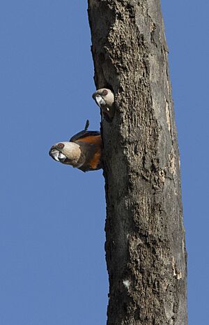 A pair of Poicephalus rufiventris