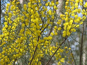 Acacia rigens.jpg