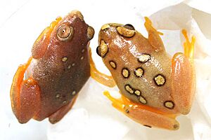 AlTreeFrogs 01.jpg