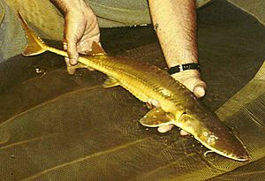 Alabama Sturgeon.jpg