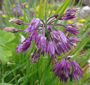 Allium cyathophorum farreri 2.JPG