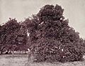 An Orange Grove Near Palatka, Florida