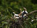 Anhinga anhinga (juveniles)