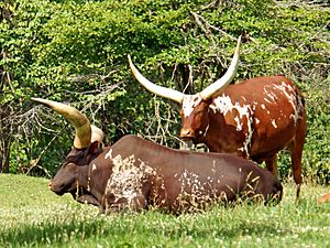 Ankole-Watusi, Cambridge, Ontario (14656696757), cropped