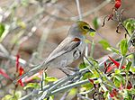 Auriparus flavicepsPCCA20050310-5817B