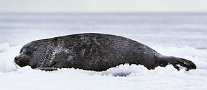 Baikal-seal 4747-pho