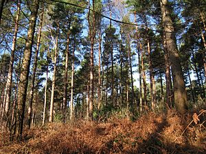 Bedgebury Forest.jpg