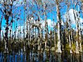 Big Cypress National Preserve SR 94 - Cypresses