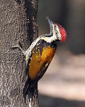 Black-rumped Flameback I IMG 9929