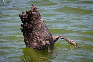 Black swan diving