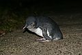 Blue Penguin Kapiti