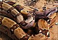 Boa constrictor (2)