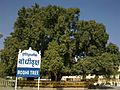 Bodhi Tree at Deekshabhoom Nagpur