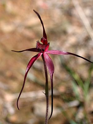 Caladenia clavescens.jpg