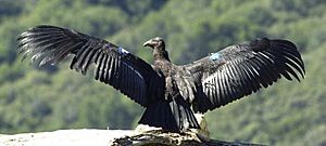 California-condor2