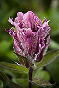 Castilleja elegans (6186486989).jpg