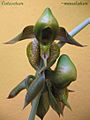 Catasetum maculatum 1