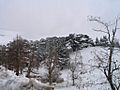 Cedars in Lebanon