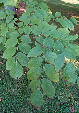 Cladrastis kentukea Yellowwood Branch 2000px