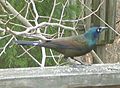 Common Grackle - markings