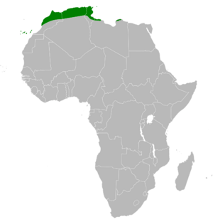 Cyanistes teneriffae distribution map.png