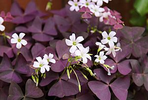 Dreieckiger Glücksklee (Oxalis triangularis) (19067830888)