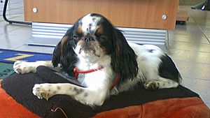 English Toy Spaniel Cropped