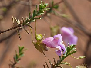 Eremophila punctata (leaves and flowers).jpg