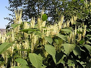 Fallopia japonica MdE 2