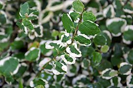 Ficus pumila variegata 0zz