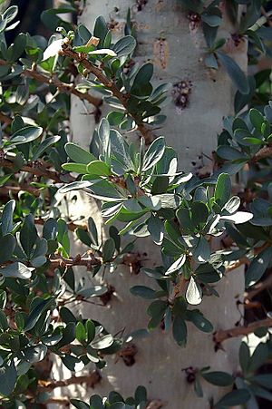 Fouquieria columnaris 0zz