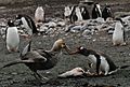 Gentoo-and-bird